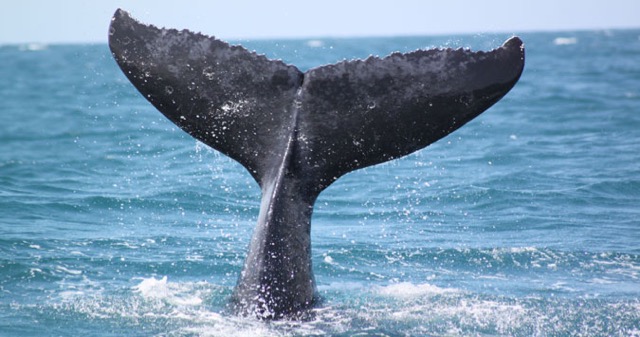 excursion-republique-dominicaine-mer-observation-baleines-30